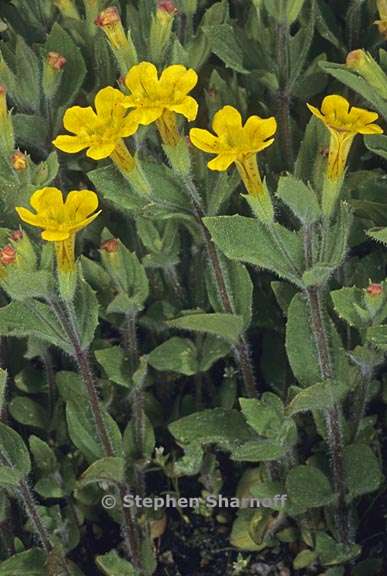 erythranthe moschata 3 graphic